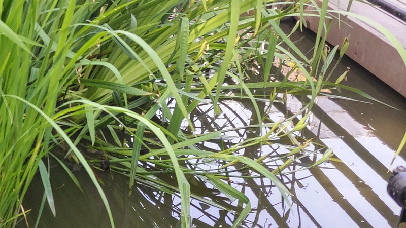 ウキヤガラ？とキショウブ 東京都大田区平和の森公園