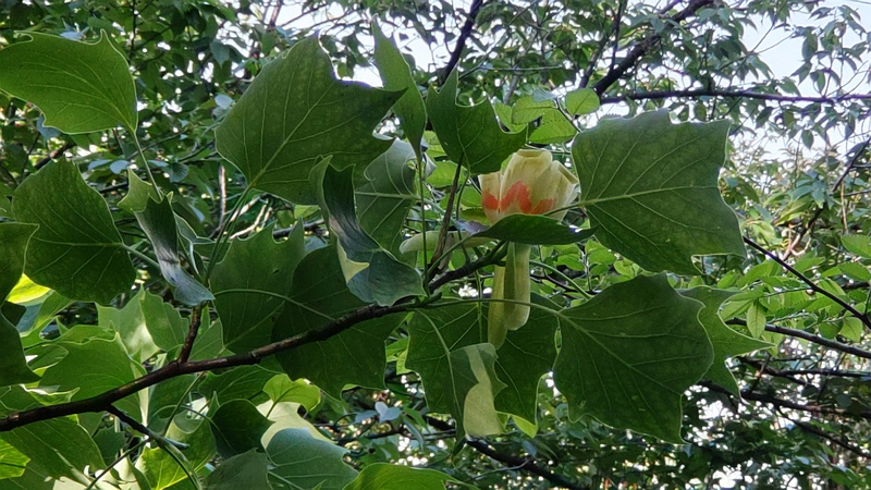 ユリノキの花 東京都大田区平和の森公園
