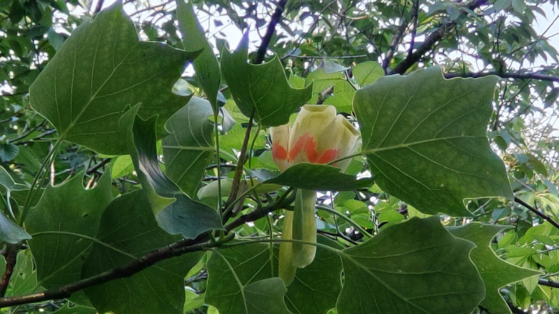 ユリノキの花 東京都大田区平和の森公園