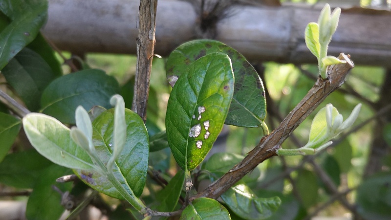 フェイジョアの葉芽 東京都大田区平和島公園