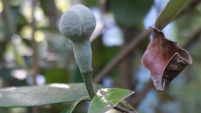 フェイジョアの葉芽と蕾 東京都大田区平和島公園