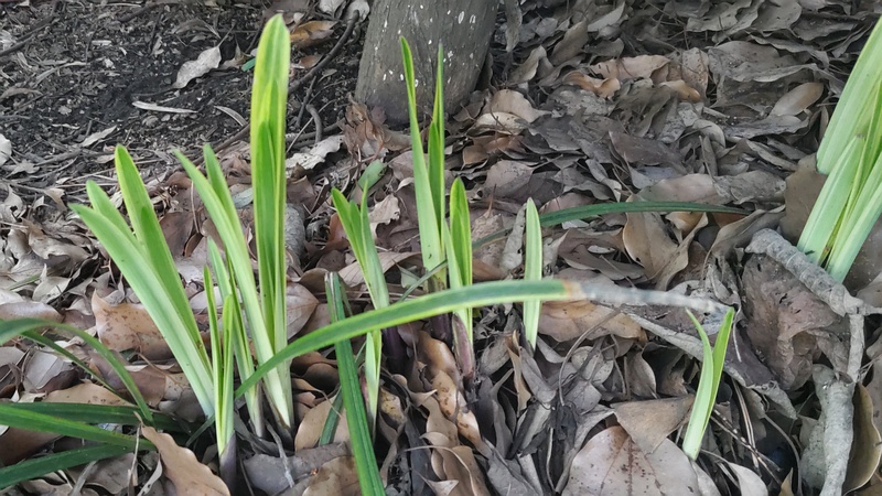 フイリヤブランの新芽 東京都大田区平和島公園