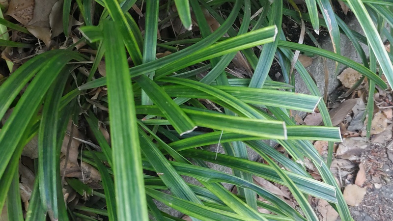 フイリヤブランの剪定 東京都大田区平和島公園