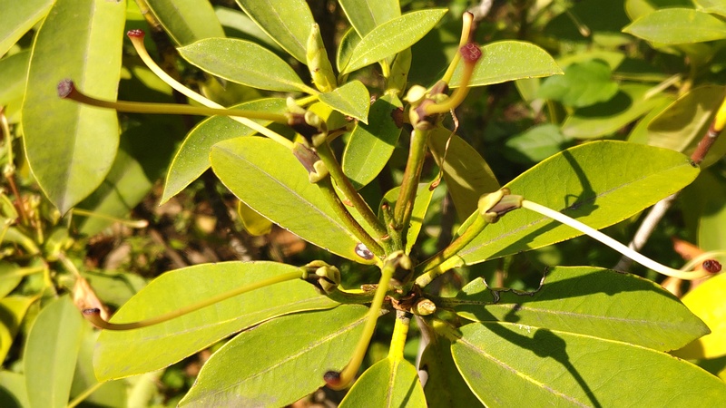 シャクナゲの花後 東京都大田区平和島公園