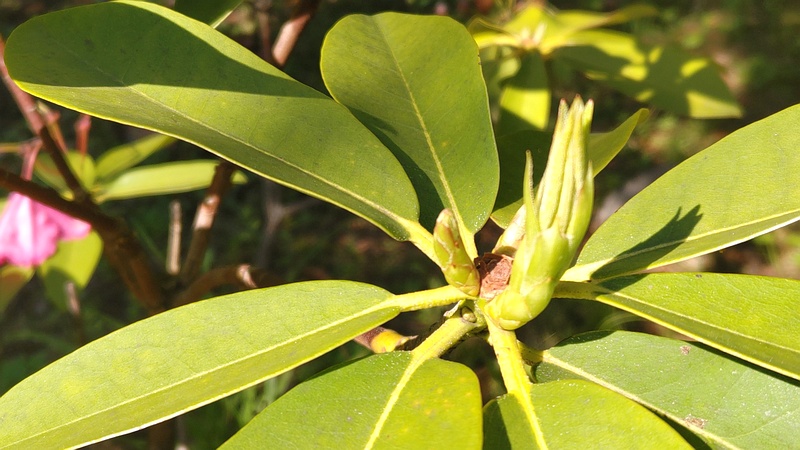 シャクナゲの葉芽 東京都大田区平和島公園