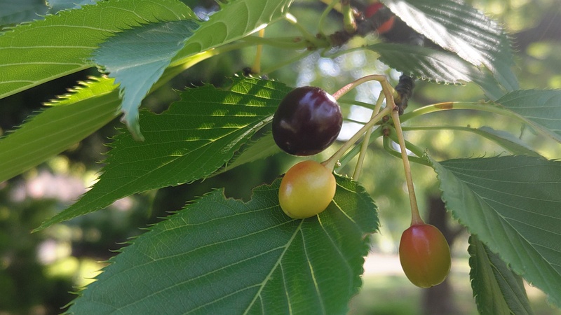 オオシマザクラの果実 東京都大田区平和島公園