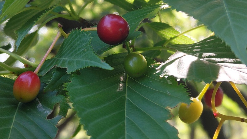 オオシマザクラの果実 東京都大田区平和島公園
