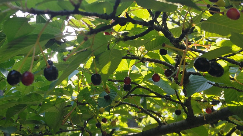 オオシマザクラの果実 東京都大田区平和島公園