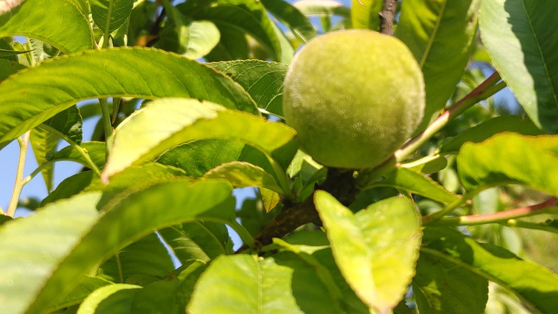 ハナモモの果実 東京都大田区平和島公園
