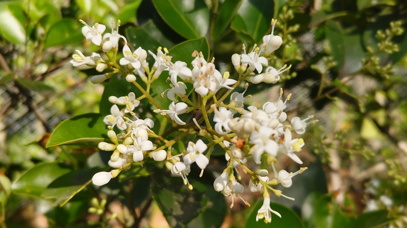 ネズミモチの花 東京都大田区平和島公園