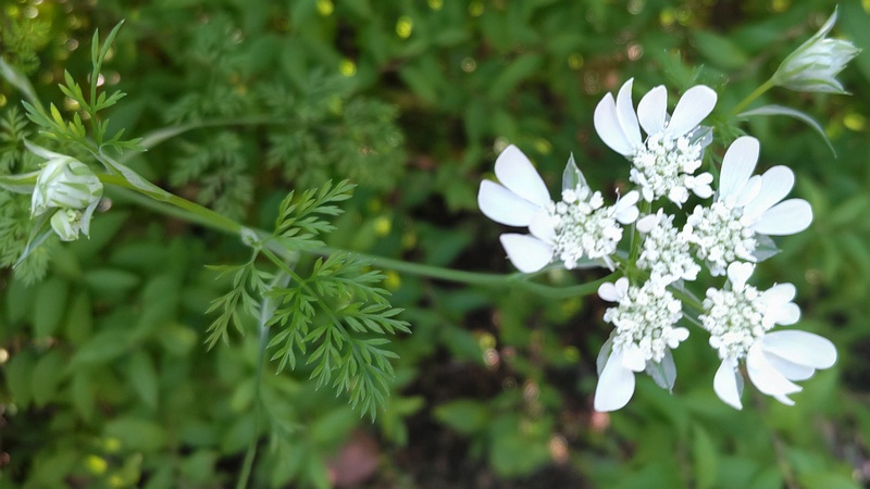 ハナカザリゼリの花 東京都大田区平和島公園