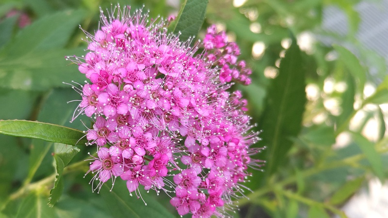 シモツケの花 東京都大田区平和島公園