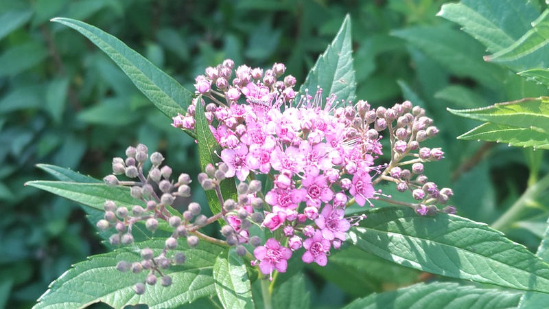 シモツケの花 東京都大田区平和島公園