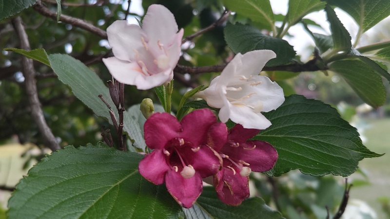 ハコネウツギの花 東京都大田区平和島公園