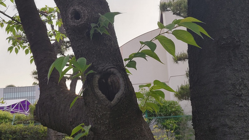オオシマザクラ 東京都大田区平和島公園