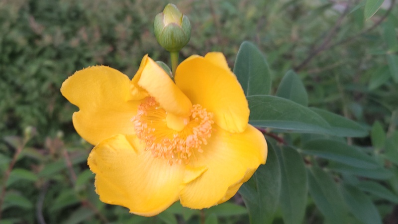 キンシバイの花 東京都大田区平和島公園