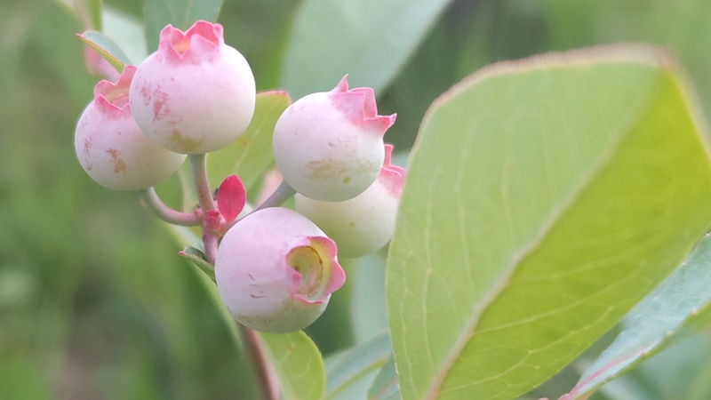 ブルーベリーの果実 東京都大田区平和島公園