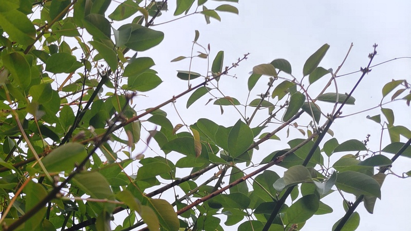 マルバデイゴの蕾 東京都大田区平和島公園