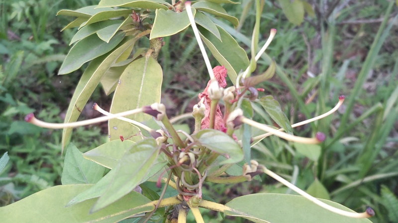 シャクナゲの花後 東京都大田区平和島公園