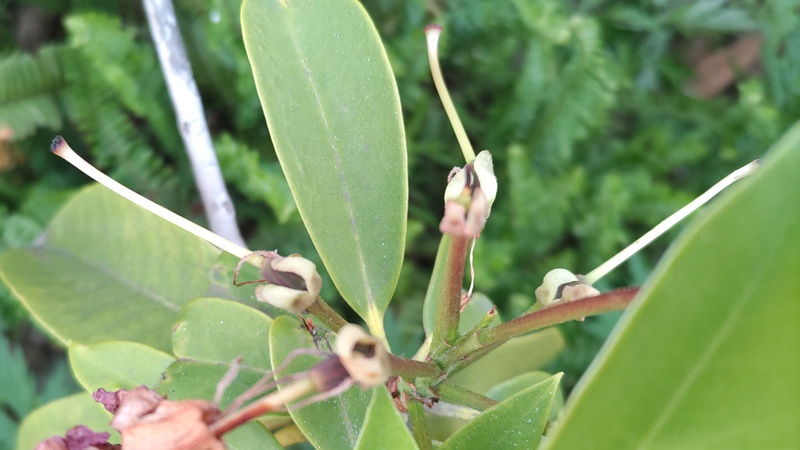 シャクナゲの花後 東京都大田区平和島公園