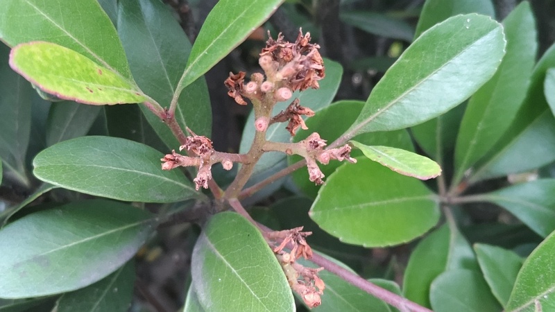 シャリンバイの果実 東京都大田区平和島公園