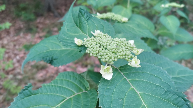 アジサイの蕾と花 東京都大田区平和の森公園