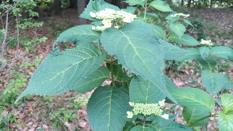 アジサイの蕾 東京都大田区平和の森公園