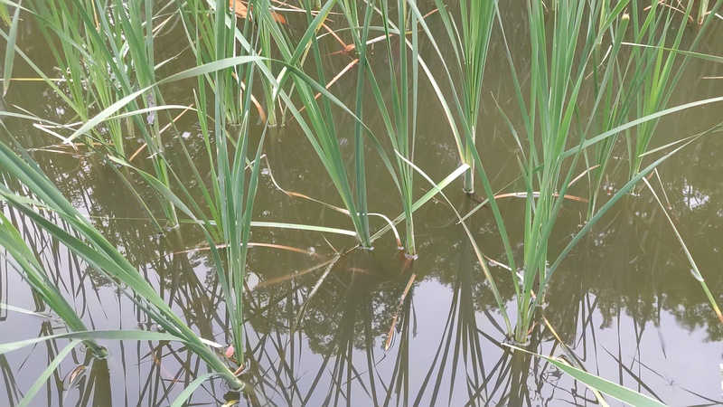 ヒメガマ 東京都大田区平和の森公園