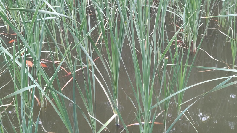 ヒメガマ 東京都大田区平和の森公園