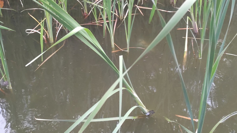 ヒメガマ 東京都大田区平和の森公園