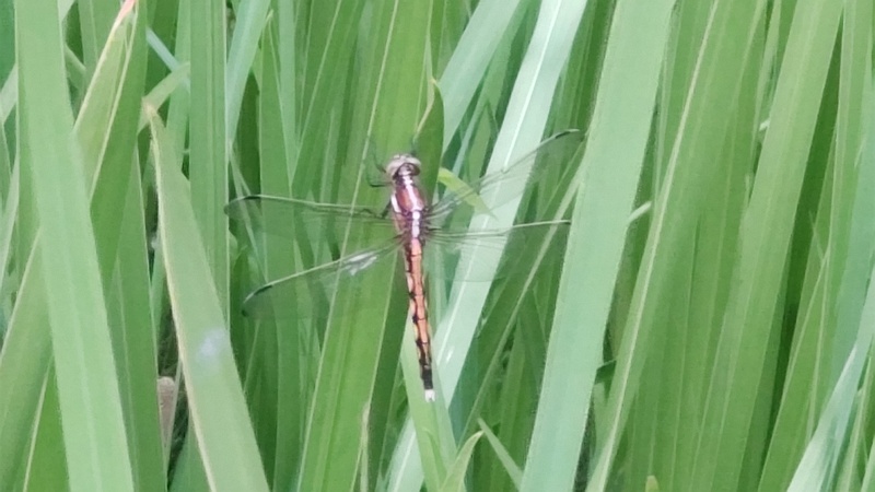 ウキヤガラ？のシオカラトンボ 東京都大田区平和の森公園