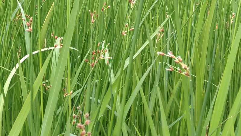 フトイの花 東京都大田区平和の森公園
