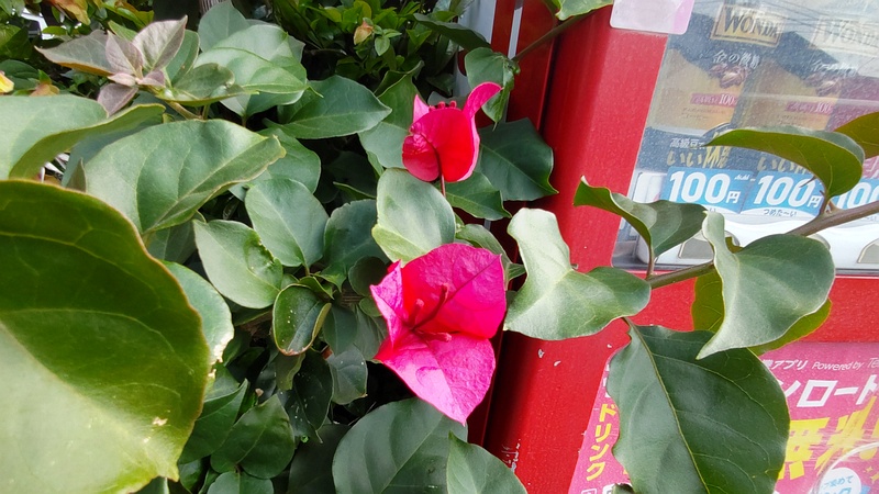 テリハイカダカズラの花 東京都大田区大森本町