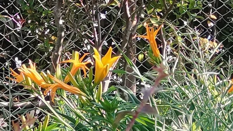 ワスレグサの花 東京都大田区平和島公園