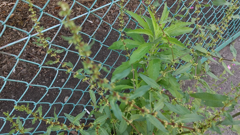 エゾノギシギシの花 東京都大田区平和島公園