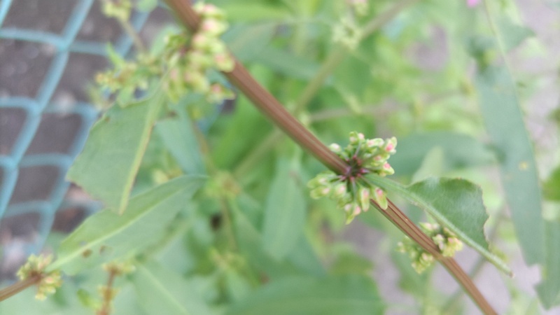 エゾノギシギシの花 東京都大田区平和島公園