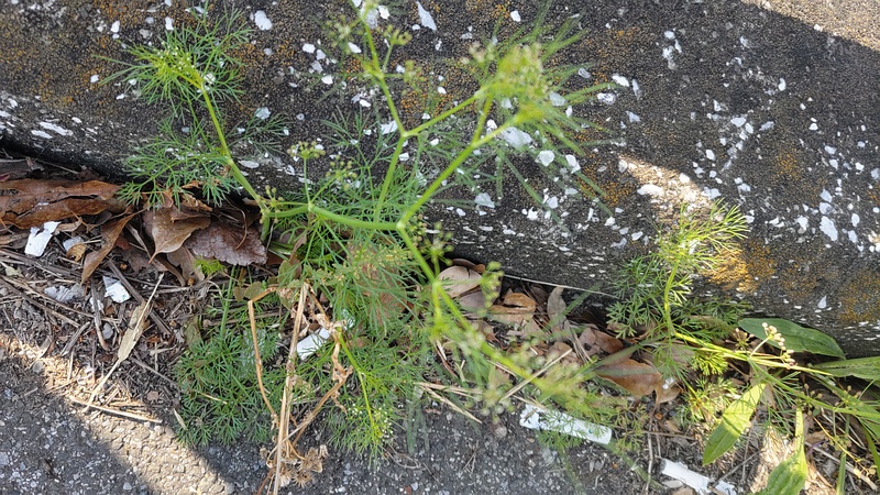 マツバゼリの蕾 東京都大田区平和島公園