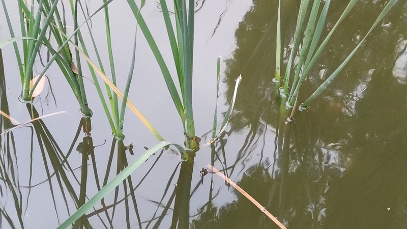 ヒメガマ 東京都大田区平和の森公園