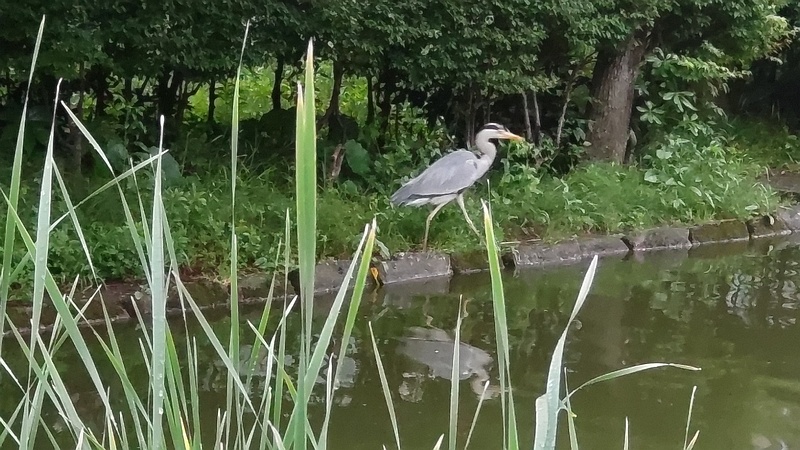 ヒメガマとアオサギ 東京都大田区平和の森公園