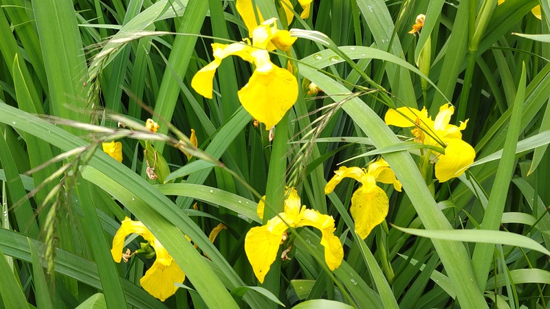 キショウブとイネ 東京都大田区平和の森公園