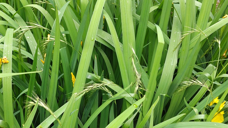 キショウブとイネ 東京都大田区平和の森公園