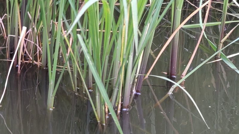 ウキヤガラ？ 東京都大田区平和の森公園