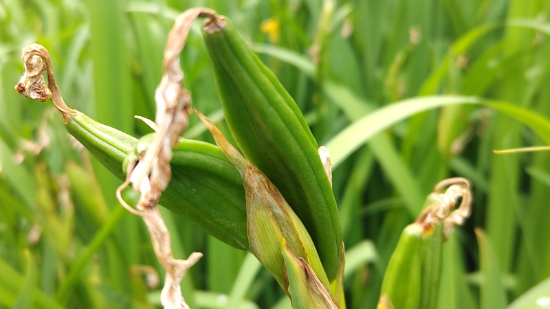 キショウブの果実 東京都大田区平和の森公園