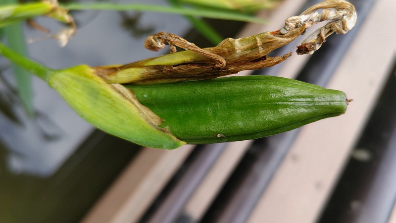キショウブの果実 東京都大田区平和の森公園