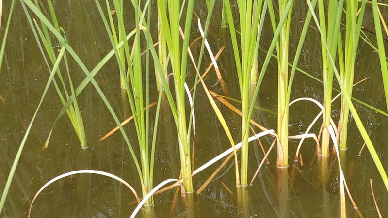 ヒメガマ 東京都大田区平和の森公園