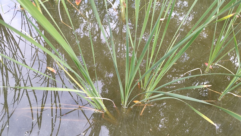 ヒメガマ 東京都大田区平和の森公園