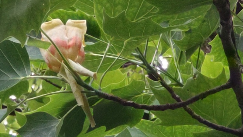 ユリノキの花 東京都大田区平和の森公園