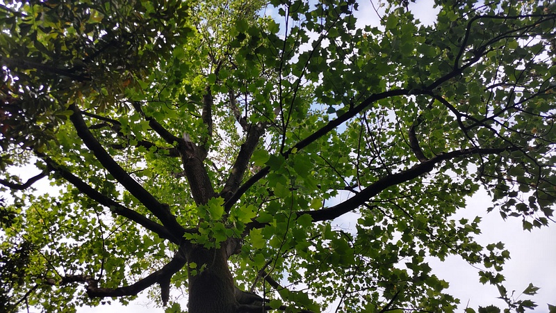 ユリノキ 東京都大田区平和の森公園