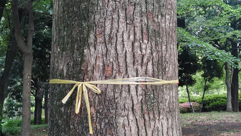クスノキの黄色リボン 東京都大田区平和の森公園