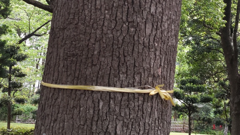 クスノキの黄色リボン 東京都大田区平和の森公園